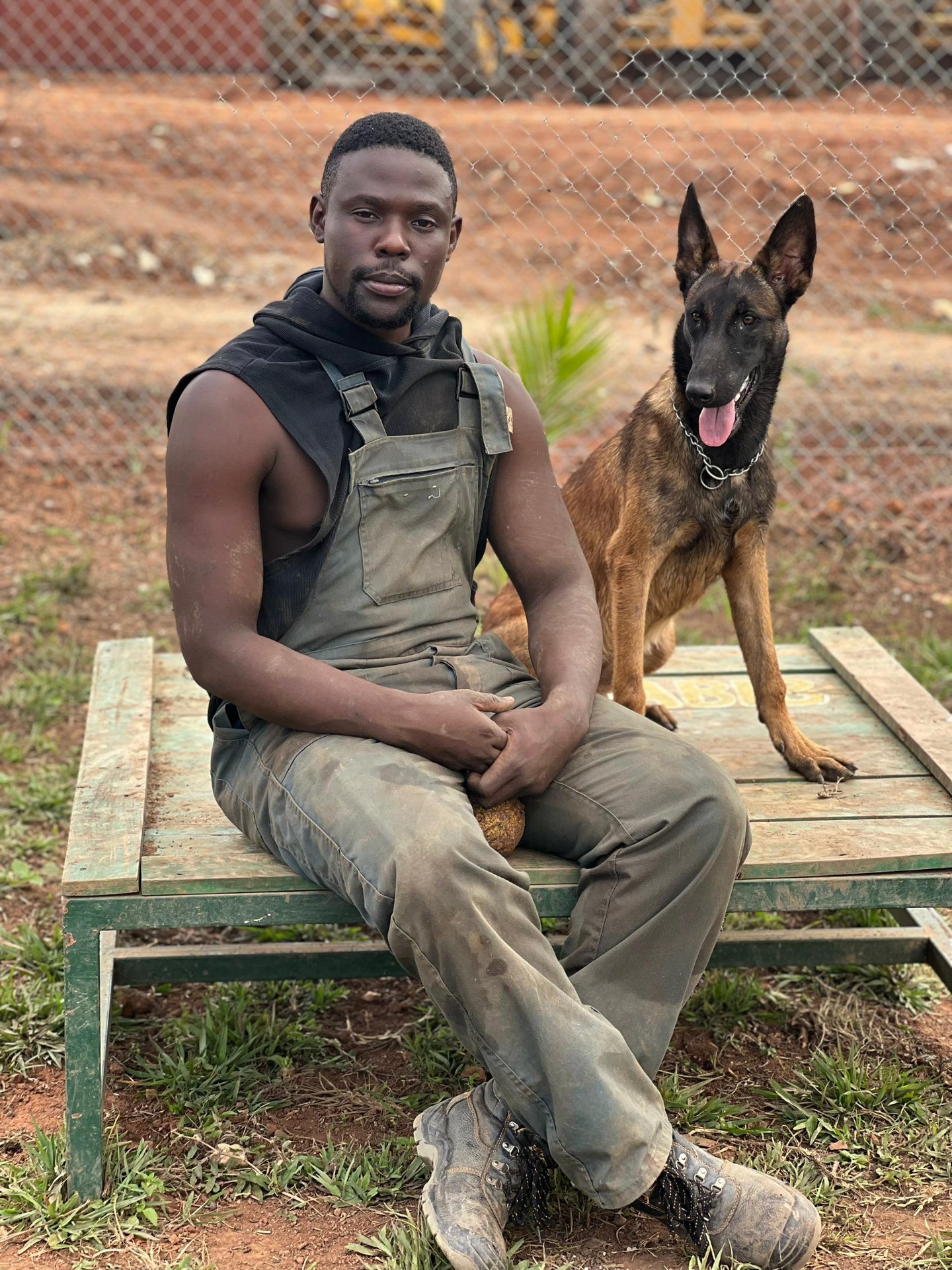 Tactical Malinois